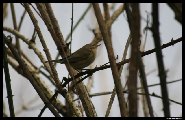 Phylloscopus collybita (finalmente reflex !)